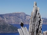 Nutcracker perched on an old snag at Crater Lake.